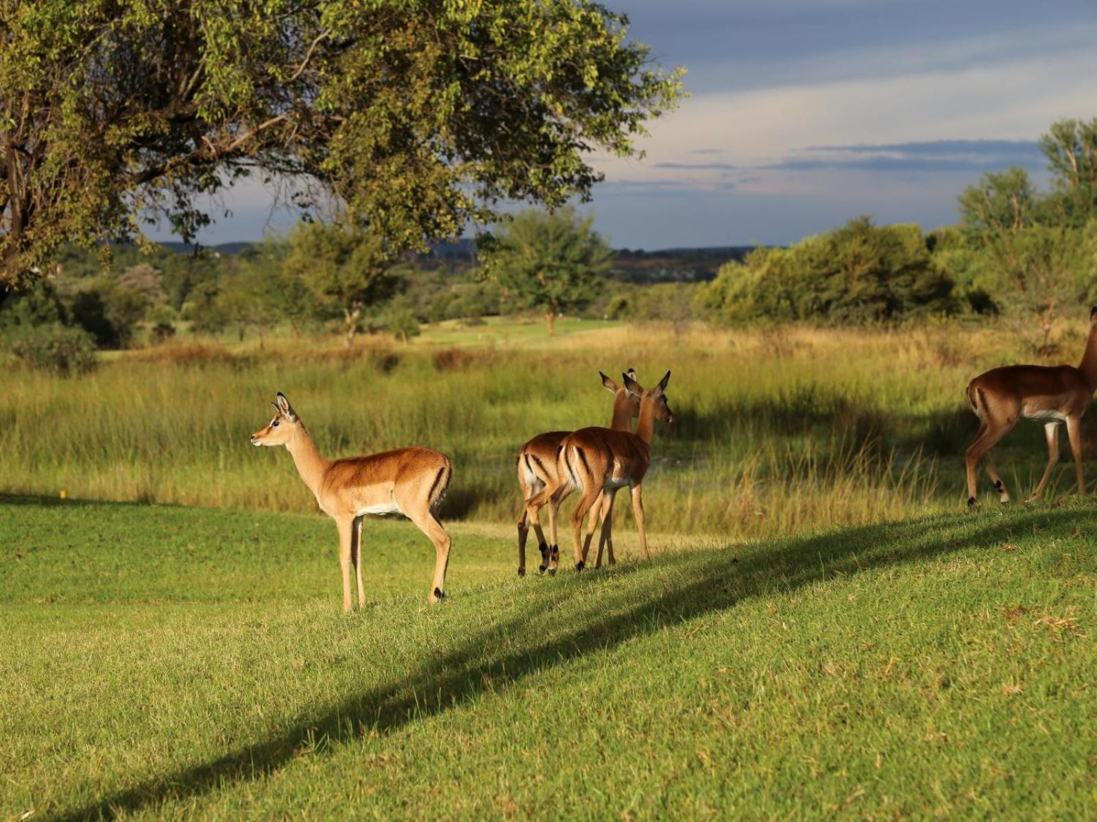 Fairview Manor Hotel Modimolle Bagian luar foto